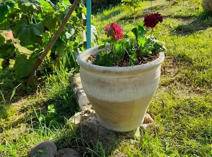 Homestay La Terrasse *